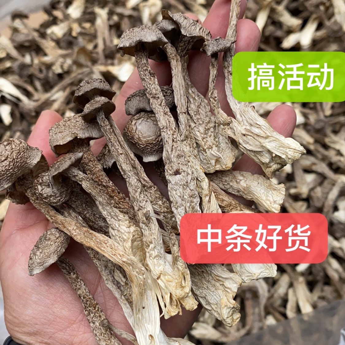 切根鹿茸菇产地一手货源 无硫干度好 可视频看货 有量有价