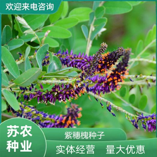 护坡灌木种子紫穗槐籽紫穗槐种子园林绿化护坡草坪草籽种