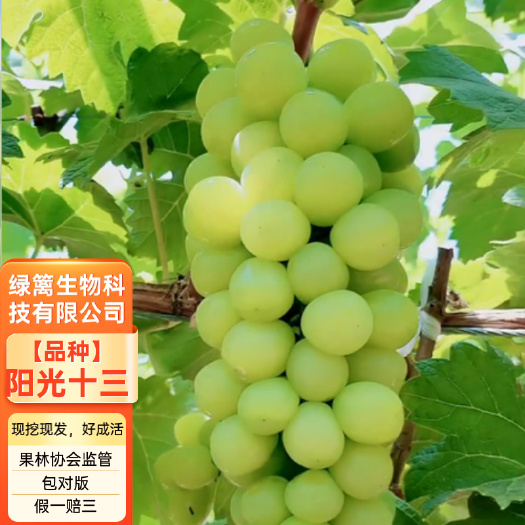 平邑县阳光十三葡萄苗 5BB 3309m 品种纯正 合同发货