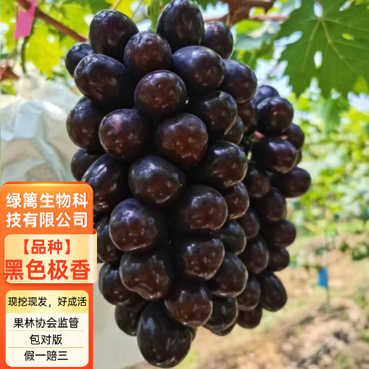 平邑县黑色阳光玫瑰葡萄苗 黑色极香葡萄苗 带合同发货
