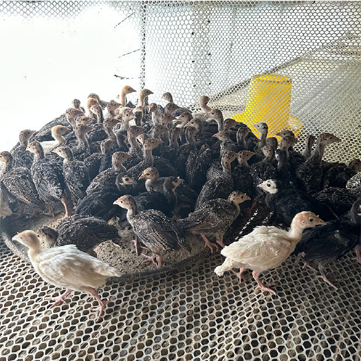 嘉祥县大型尼古拉火鸡苗 成年下蛋青铜母鸡 繁殖能力强周期短