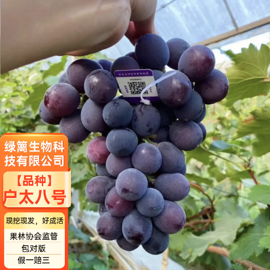 平邑县户太8号葡萄苗 户太八号葡萄树苗 签约购苗 基地直供