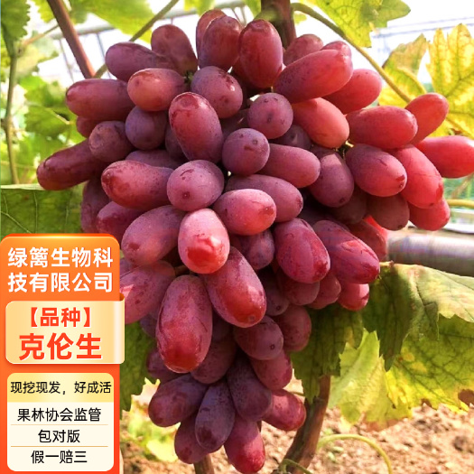 平邑县克伦生葡萄苗红提葡萄树苗 拒绝假苗 合同发货