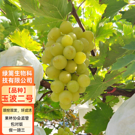 平邑县玉波二号葡萄树苗 嫁接玉波二号葡萄苗 拒绝假苗 基地直