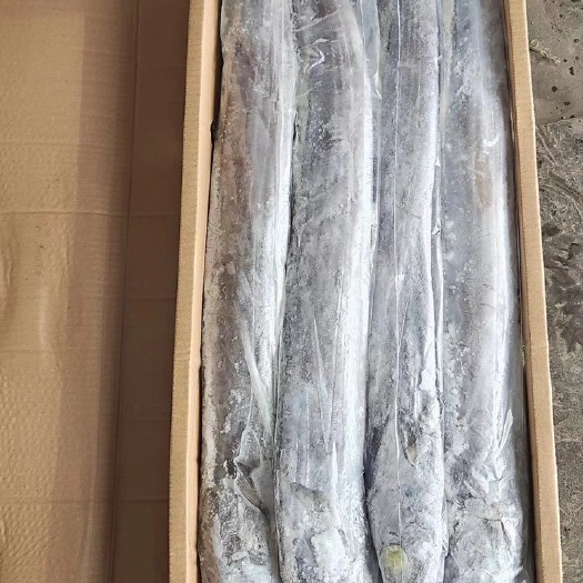 青岛阿曼带鱼500/700规格