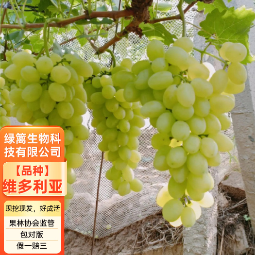 平邑县维多利亚葡萄树苗 嫁接维多利亚葡萄苗 拒绝假苗 基地直发