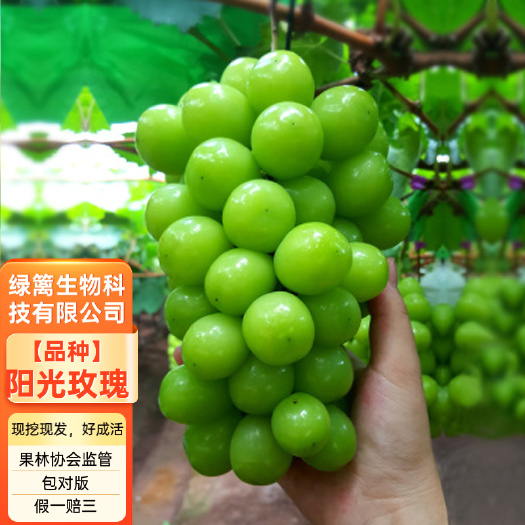 平邑县阳光玫瑰葡萄树苗 嫁接阳光玫瑰葡萄树苗 保证品种