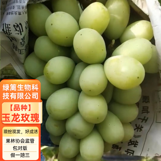 平邑县秋天清脆葡萄苗玉龙玫瑰葡萄苗  保证品种纯正 带合同发货