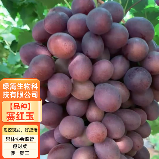 平邑县赛红玉葡萄苗 赛红郁红提葡萄苗 品种纯正带合同发货