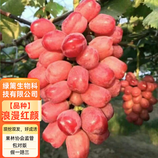 平邑县嫁接浪漫红颜葡萄苗 无籽葡萄苗 拒绝假苗 保证品种纯正