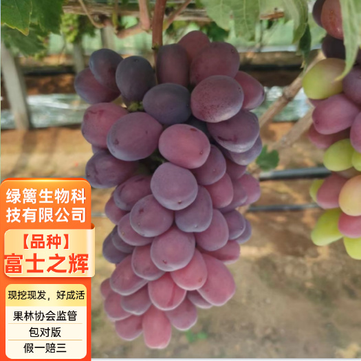 富士之辉葡萄苗 黑色阳光玫瑰葡萄苗 5BB 3309M砧木