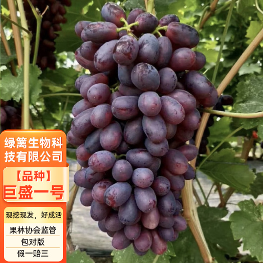 平邑县嫁接巨盛一号葡萄苗南北方种植拒绝假苗