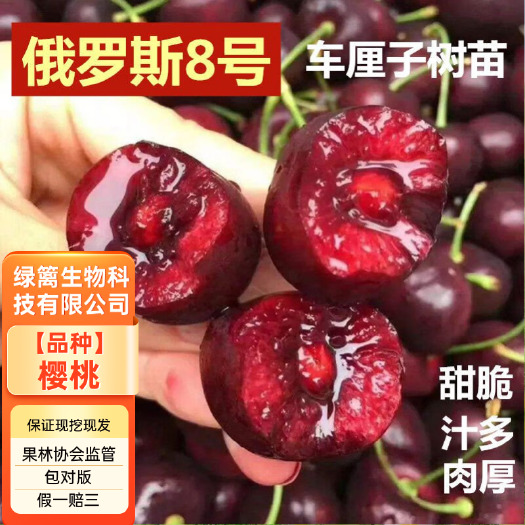 平邑县精品嫁接俄罗斯8号樱桃树苗美早樱桃苗 车厘子樱桃树苗基地直发