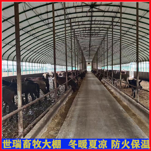宁津县搭建牛舍大棚材料肉牛养殖大棚建设牛棚施工安装