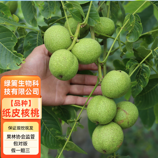 平邑县薄皮核桃树苗 8518薄皮纸核桃苗  合同发货