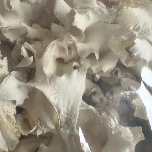 正定县冻干绣球菌