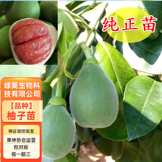 平邑县泰国红宝石青柚子苗泰国原装正版母本精品嫁接 保证纯度