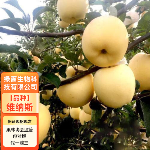 嫁接维纳斯苹果苗 维纳斯黄苹果树苗 拒绝假苗 带合同发货
