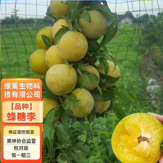 平邑县蜂糖李子树苗嫁接蜂糖李子苗南北方种植果树果苗