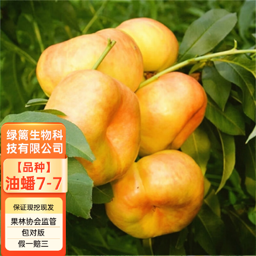 嫁接油蟠7-7桃树苗 中油蟠9号桃苗 签约保真
