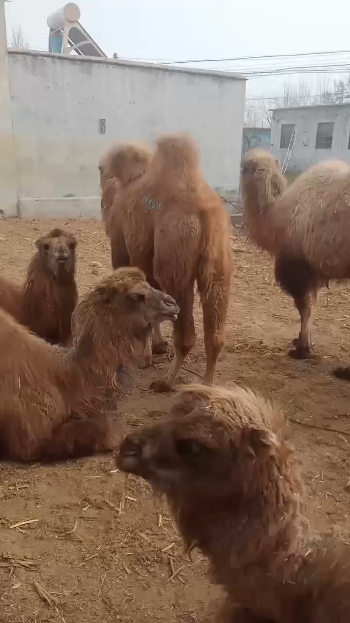 骆驼价格，骆驼养殖，骆驼吃什么，骆驼养殖基地