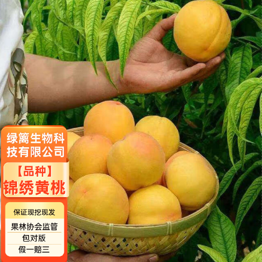 平邑县嫁接锦绣黄桃苗 黄金桃树苗 签约保真基地直销