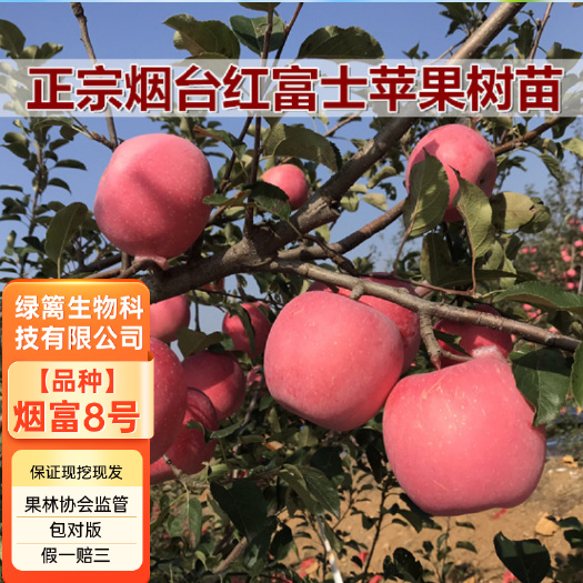 烟富八号苹果树苗 烟台红富士苹果苗 保真合同发货