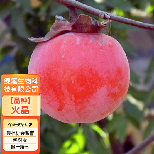 平邑县火晶柿子苗  嫁接火晶柿子苗 自然脱涩 基地保湿发货