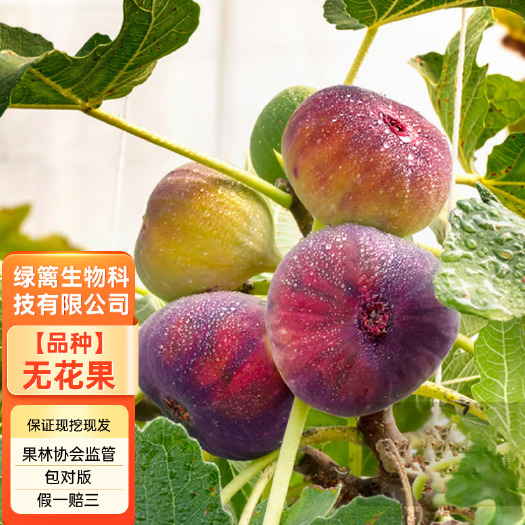 平邑县青皮红心无花果苗 波姬红无花果树苗 带合同发货拒绝假苗