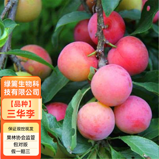 平邑县三华李子树苗嫁三华李子苗秋红李南北方种植果树果苗