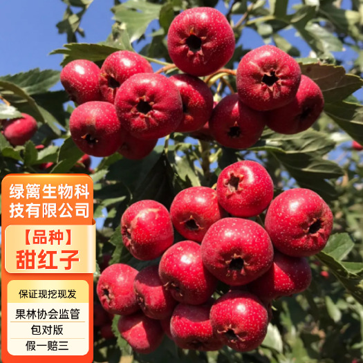 平邑县山楂树苗 甜红子山楂苗 大金星山楂树苗 现挖现发 合同发货