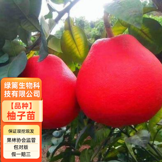 平邑县红心柚子苗【泰国暹罗红柚苗保证纯度】皮特红 品种纯正