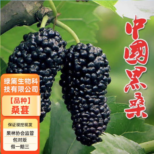 平邑县桑椹果苗 桑树苗 无籽大果桑葚苗 保湿发货