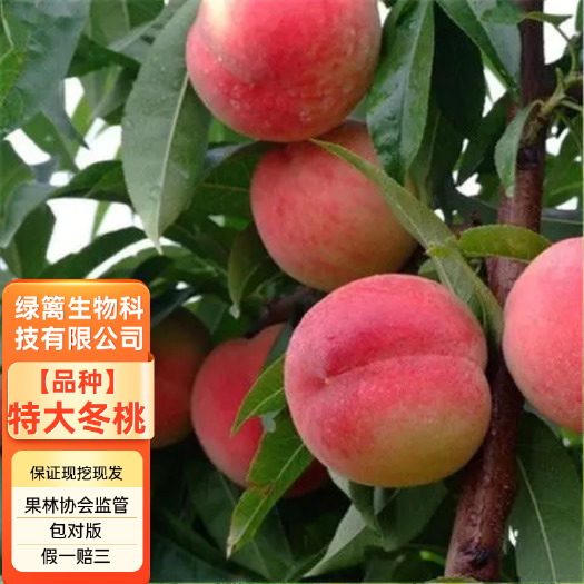嫁接冬桃苗 巨型冬桃王苗 映霜红/川岛冬桃苗 签约保真
