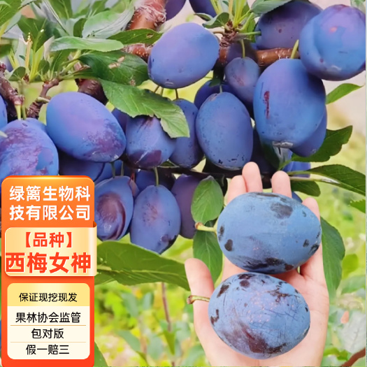 平邑县西梅李子树苗嫁接西梅女皇李子苗南北方种植果树果苗
