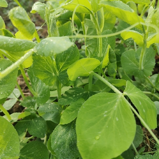 犍为县豌豆尖