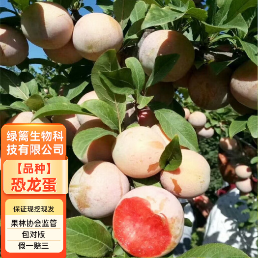 平邑县恐龙蛋李子树苗嫁接恐龙蛋李子苗南北方种植果树果苗