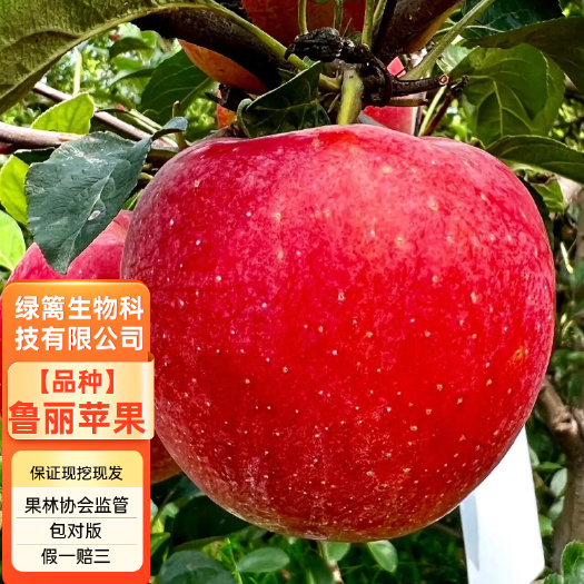 平邑县精品嫁接鲁丽红苹果苗 鸡心果树苗 保真合同发货