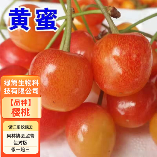平邑县嫁接黄蜜樱桃苗 黄蜜大樱桃树苗 基地直发