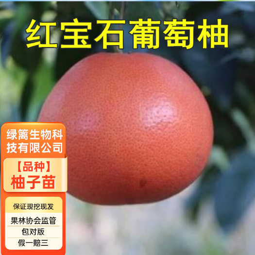 平邑县泰国红宝石葡萄柚苗 红肉柚树苗 葡萄柚子苗 拒绝假苗