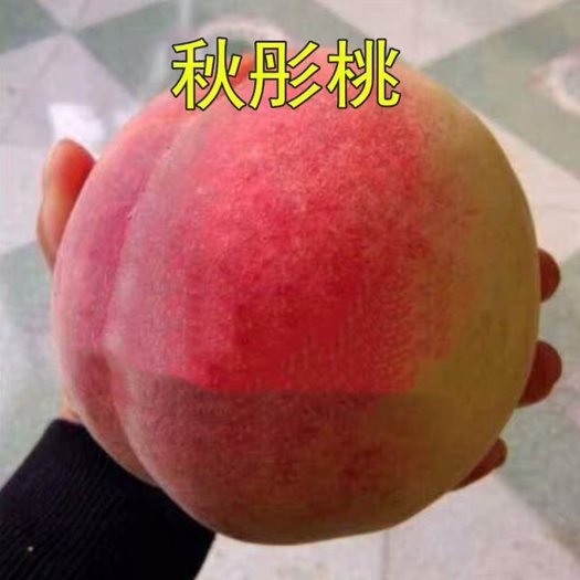 平邑县秋彤桃树苗 脆甜可口 果大离核 产量高南北方可种植