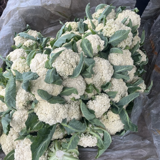 荣县自贡花菜上市了。青梗松花菜。小米粒2-3斤个头适中…
