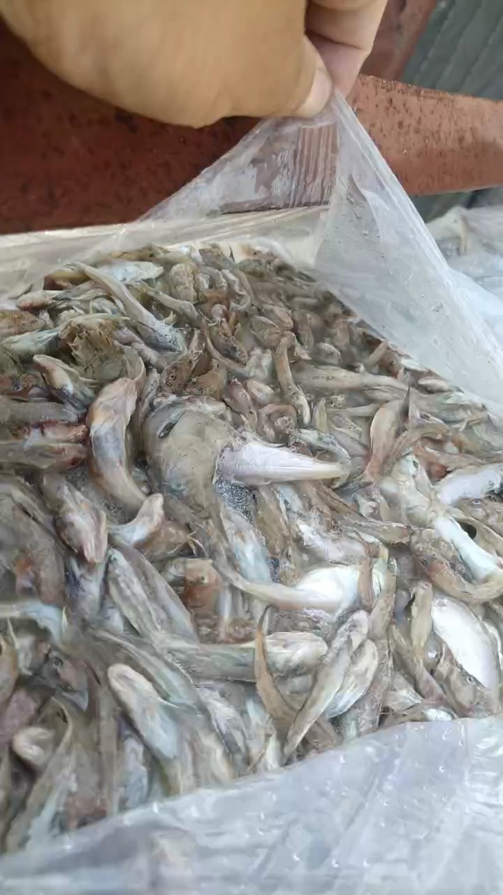 沙光鱼 纯度高 鲜度好 鱼条大 有需要的联系我～