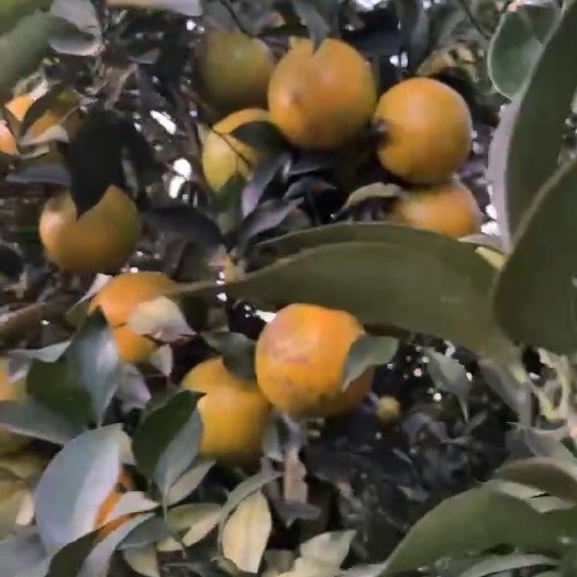 扶绥县红江橙