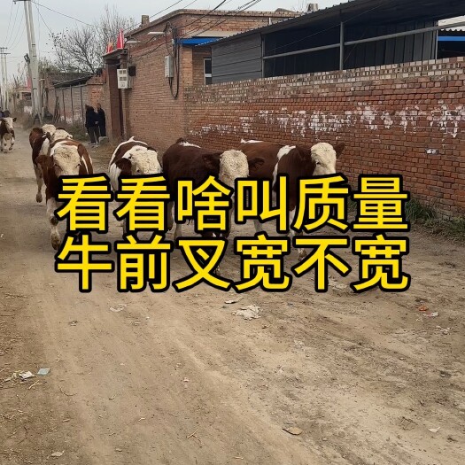 忻州冷配繁殖母牛条子