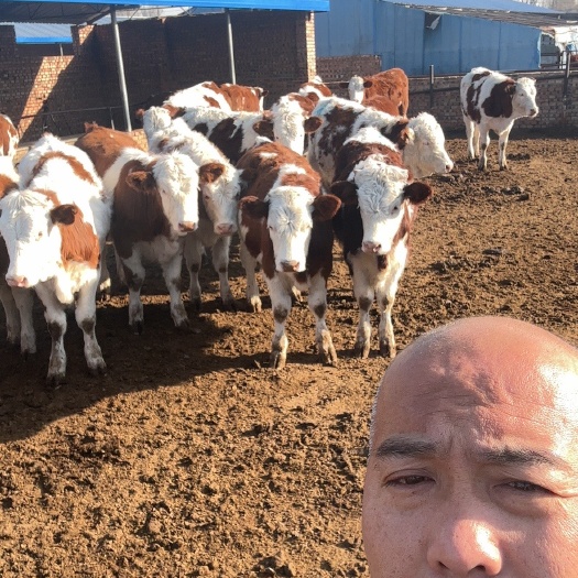 忻州西门塔尔小公牛，小母牛，400—600斤左右，免费送货上门