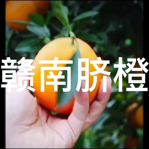 赣州橙子江西赣南脐橙薄片新鲜榨汁橙水果赣州当季冰糖甜橙整箱果冻橙
