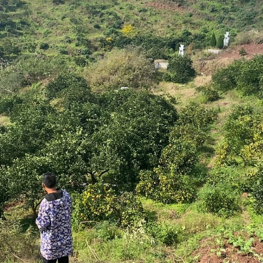 湖南麻阳冰糖橙纯甜糖度高达16-20度