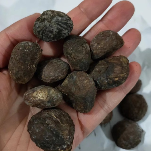 九江林木种子优质油桐种子油桐树种子桐油树千年桐桐油树种子