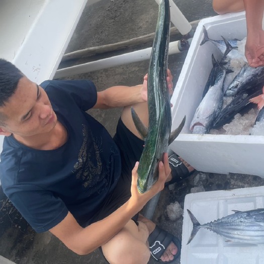 金枪鱼剌身专用，海钓当天上水当天发货新鲜度保证